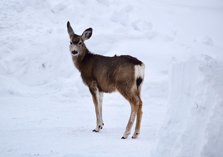 Deer in the Snow Photograph by Dana Hardy - Fine Art America