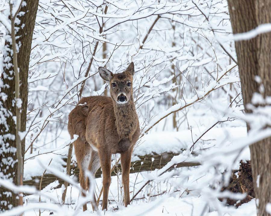 Deer in the Snow Photograph by Lauri Novak