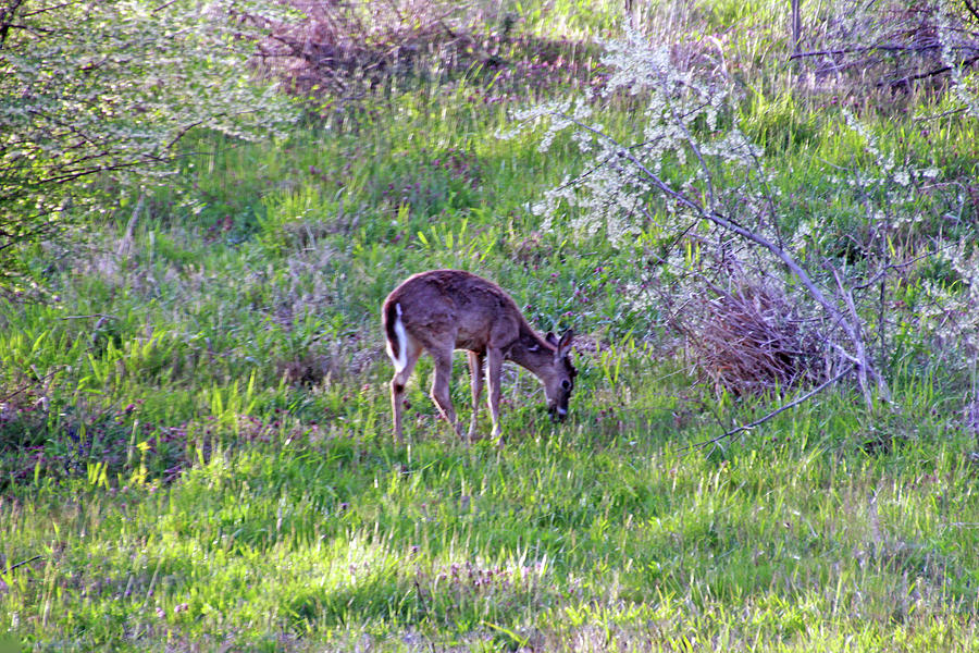 Deer in the Spring Photograph by Angela Murdock