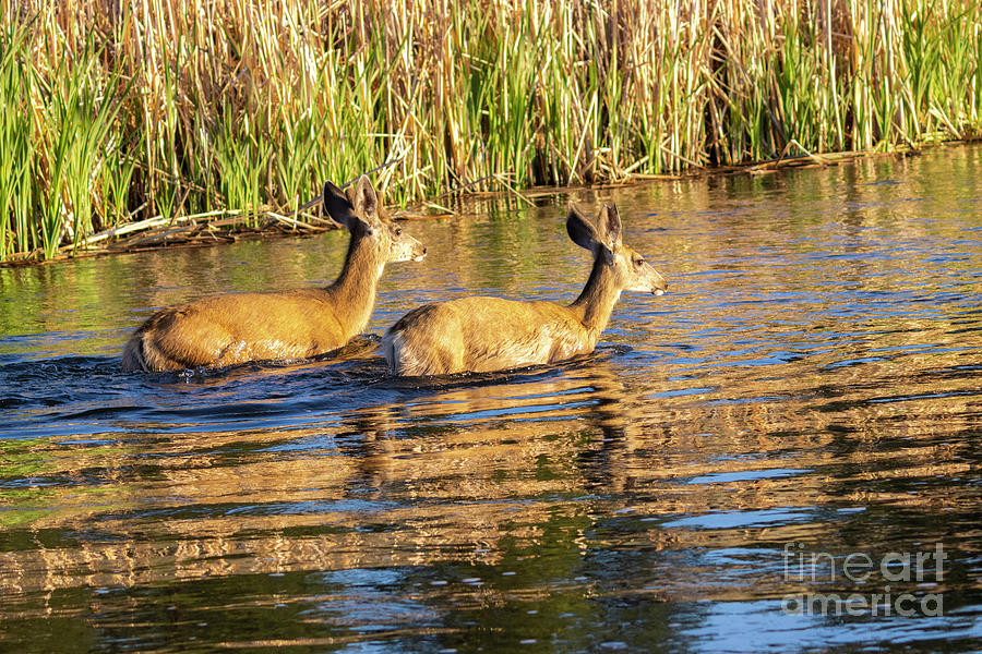 Deer In The Water Photograph