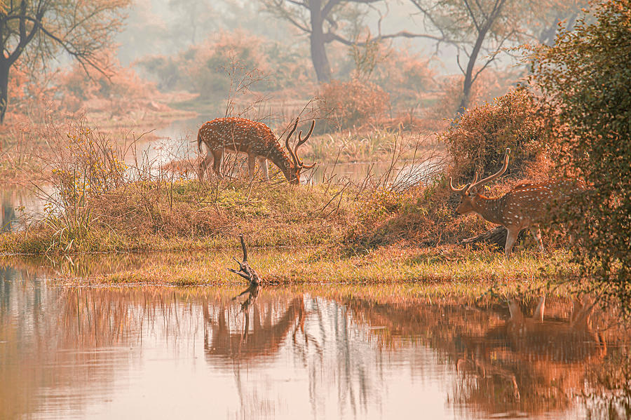 Deer in the wetlands Photograph by Pravine Chester