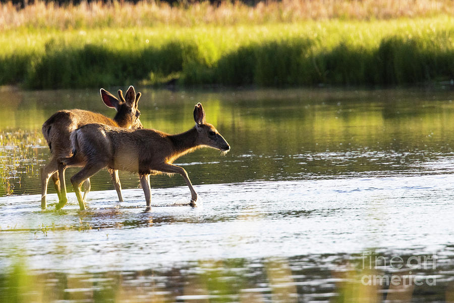 Deer in the Wilderness Photograph by Steven Krull