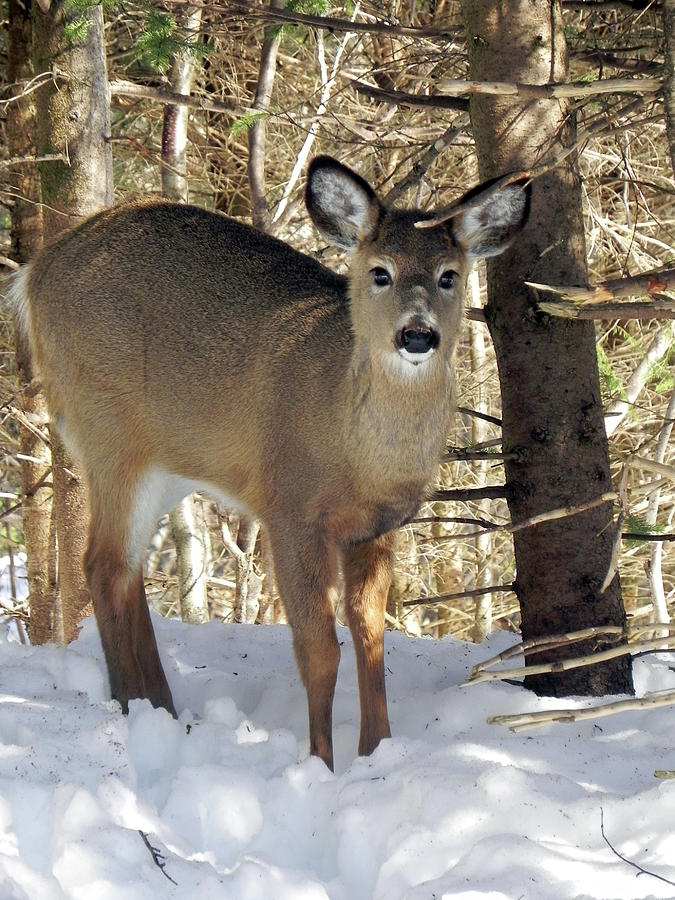 Deer In The Woods 3554 Photograph by Martha Medford - Fine Art America