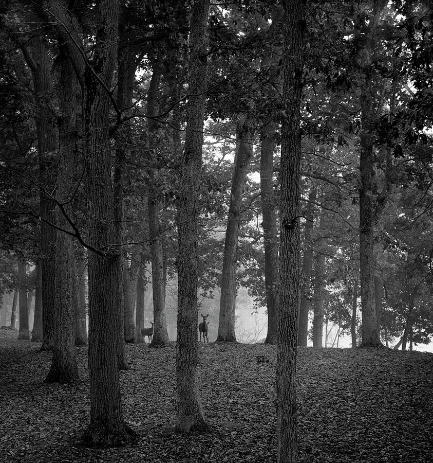 Deer in the Woods - Eaton Rapids, Michigan USA - Photograph by Edward Shotwell Deer in the Woods - Eaton Rapids, Michigan USA - Photograph by Edward Shotwell