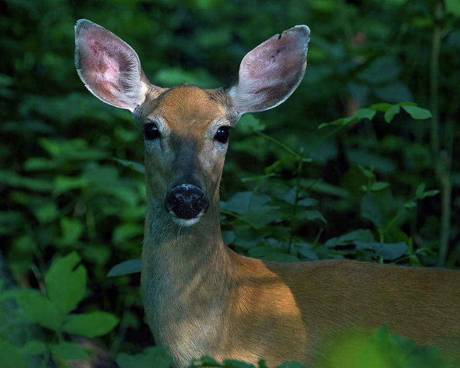 Deer in the Woods Photograph by Flinn Hackett