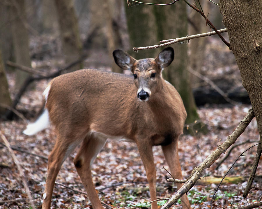 Deer in the Woods Photograph by Mark Berman