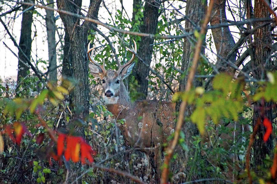 Deer in the Woods Photograph by Mike Murdock