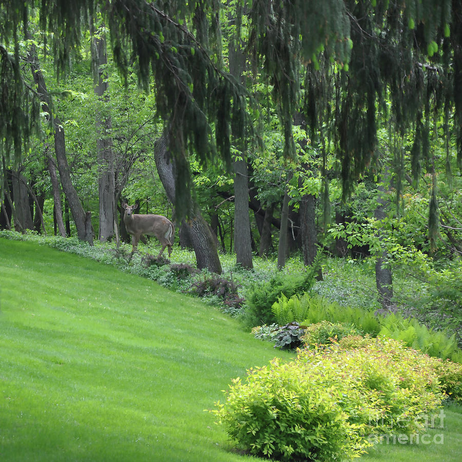 Deer In The Yard Digital Art by Kirt Tisdale