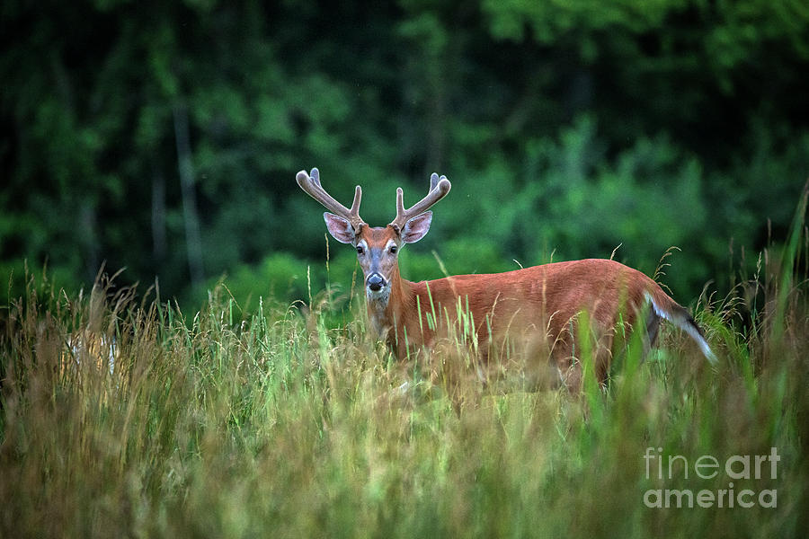 Deer in Velvet Dayton Ohio Photograph by Teresa Jack