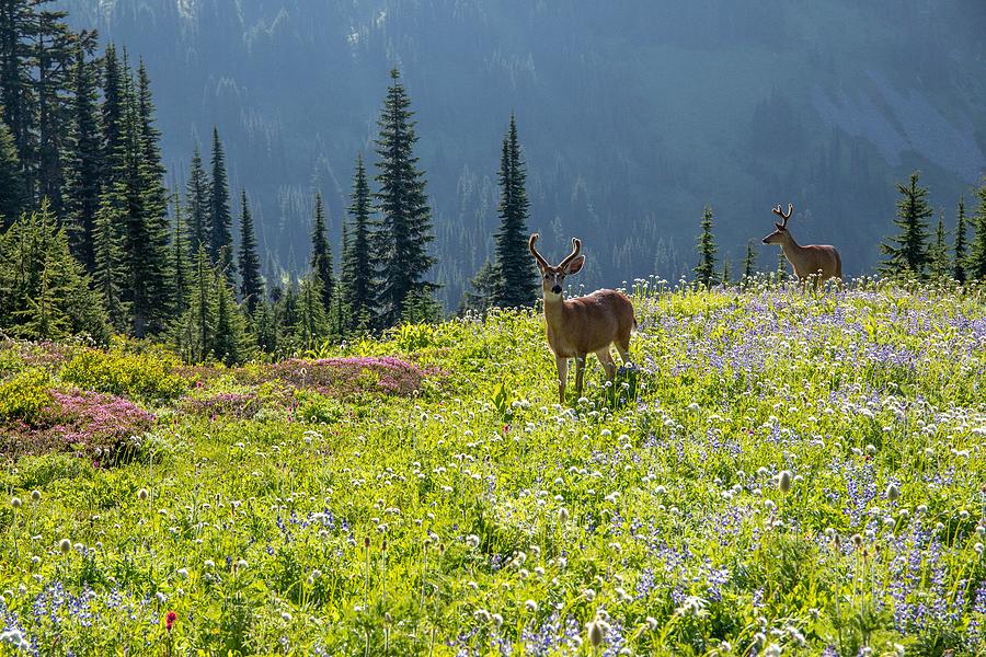 Deer in wildflower meadow Photograph by Lynn Hopwood