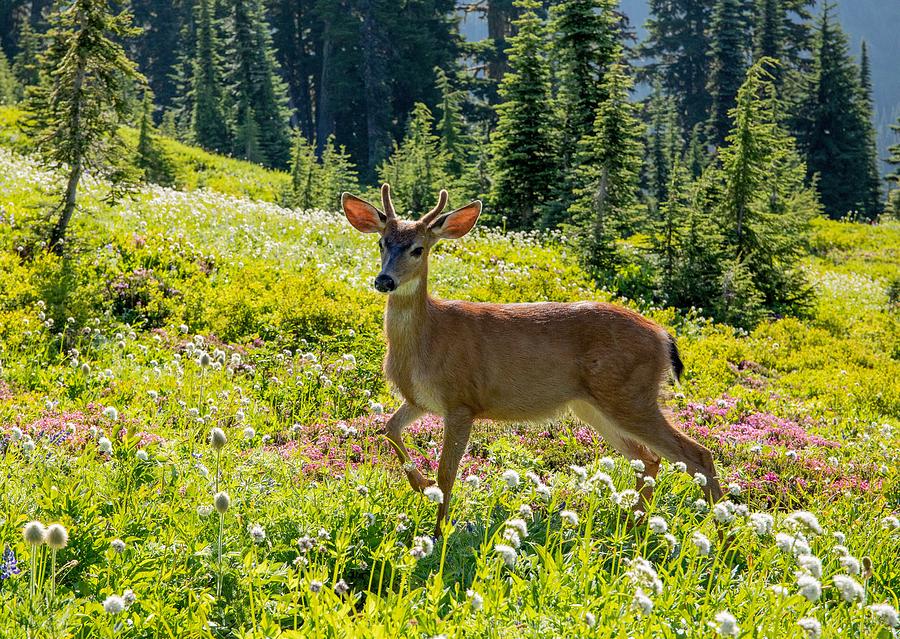 Deer in wildflowers Photograph by Lynn Hopwood