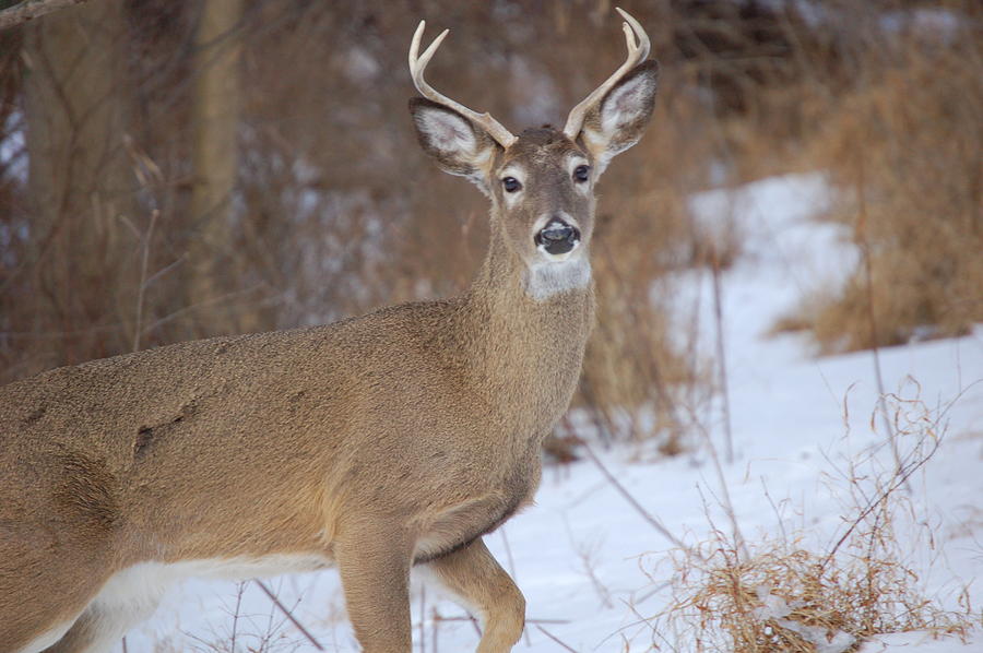 Deer in Winter Photograph by Nancy Ayanna Wyatt