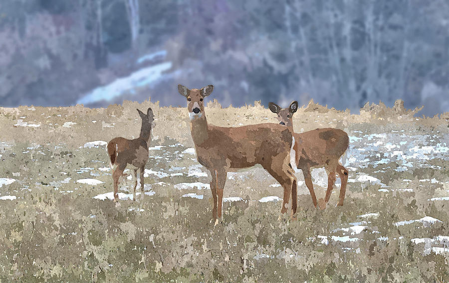 Deer in Winter Digital Art by Robert Bissett