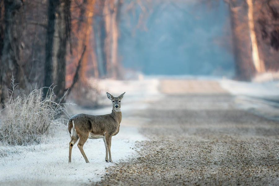 Deer in Winter Scene Photograph by James Barber