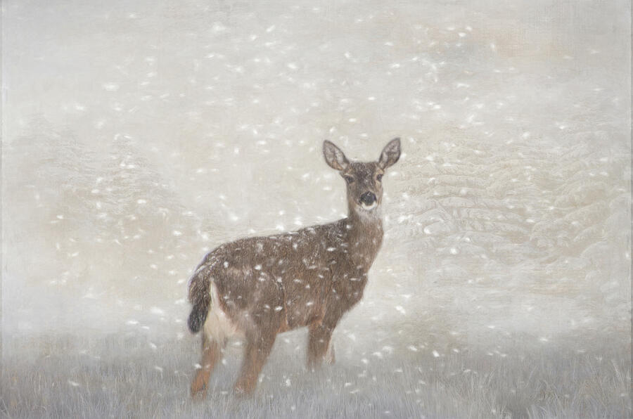 Deer in Winter Snow Digital Art by Marilyn Wilson