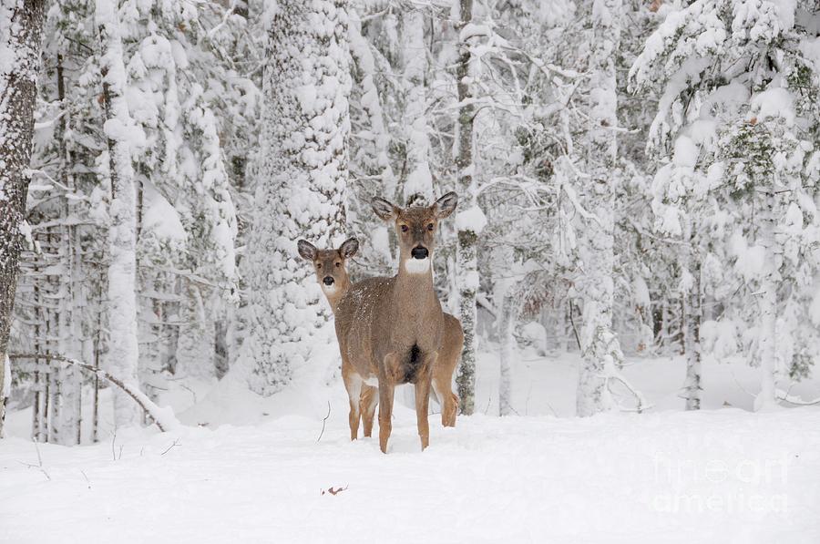 Deer in Wintery Forest Photograph by Sandra Updyke