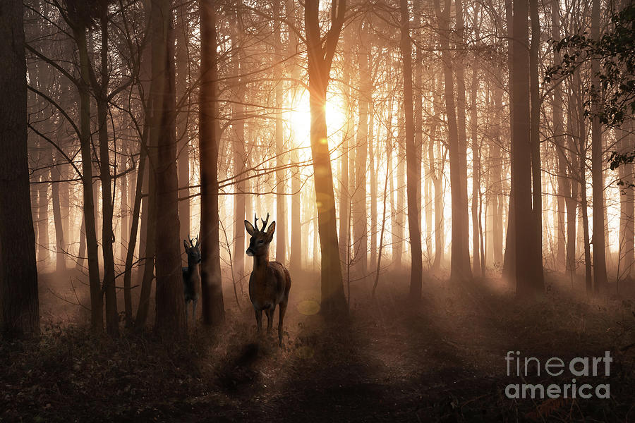 Deer in woods at sunrise in Norfolk England Photograph by Simon Bratt