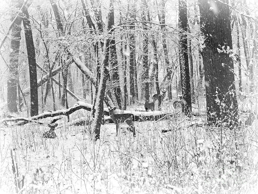 Tree Photograph - Deer In Woods BW by Kathy M Krause