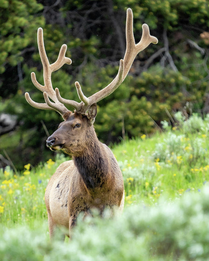 Deer in Yellowstone Photograph by Cody Wilson - Fine Art America