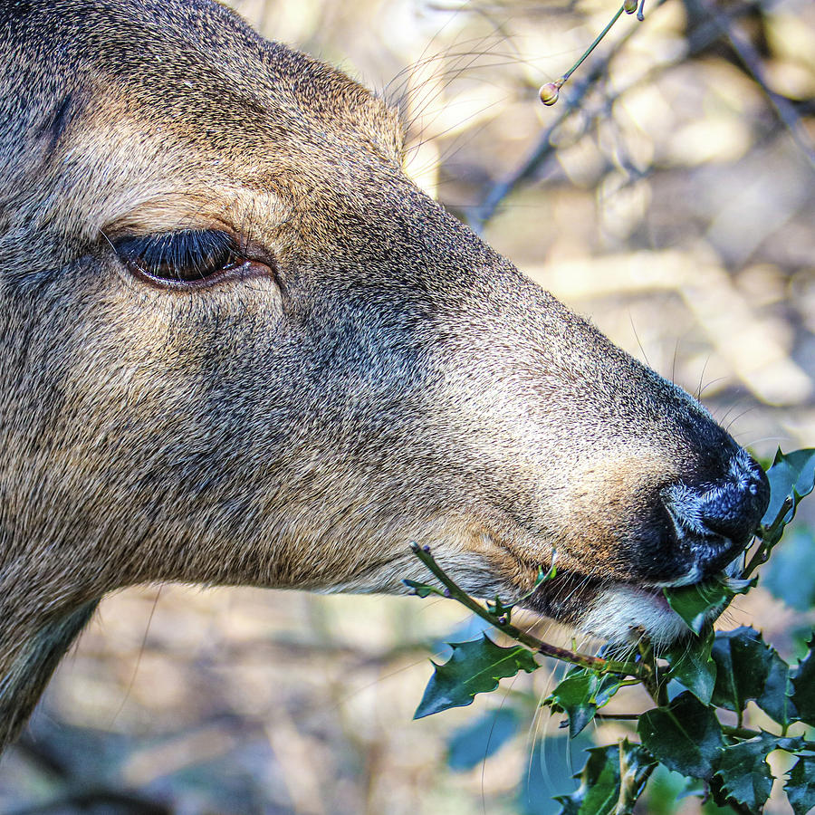 Deer Photograph by John Linnemeyer
