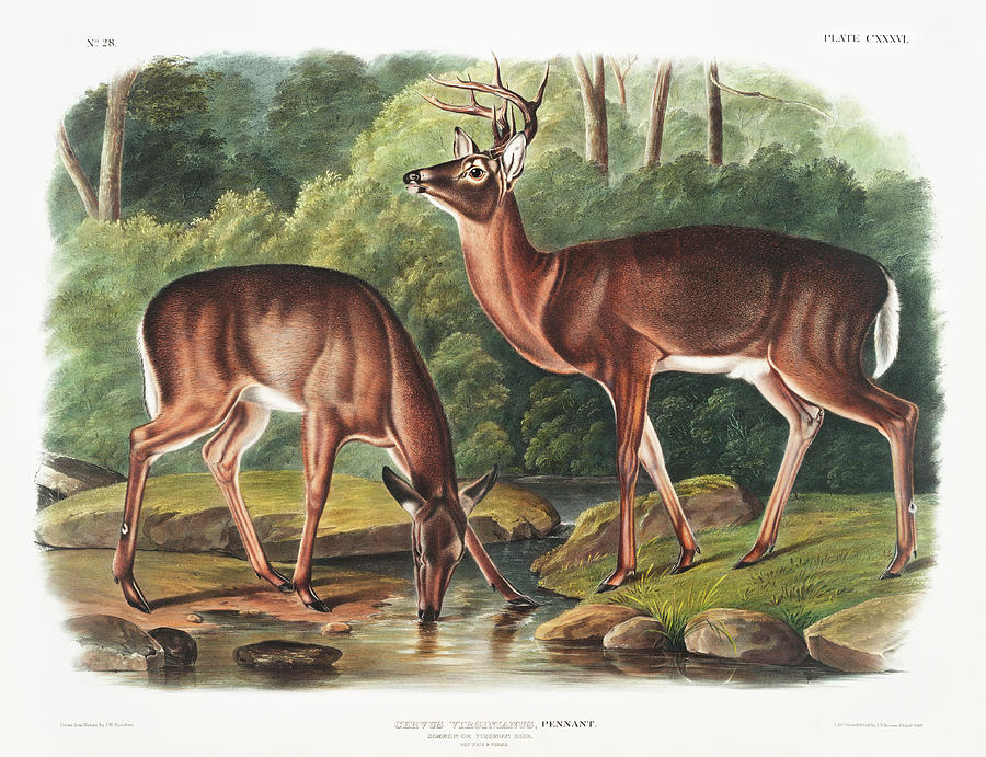 Deer. John Woodhouse Audubon Illustration Mixed Media by World Art Collective