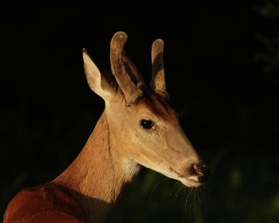 Deer, June 25, 2021 Photograph by John Moyer