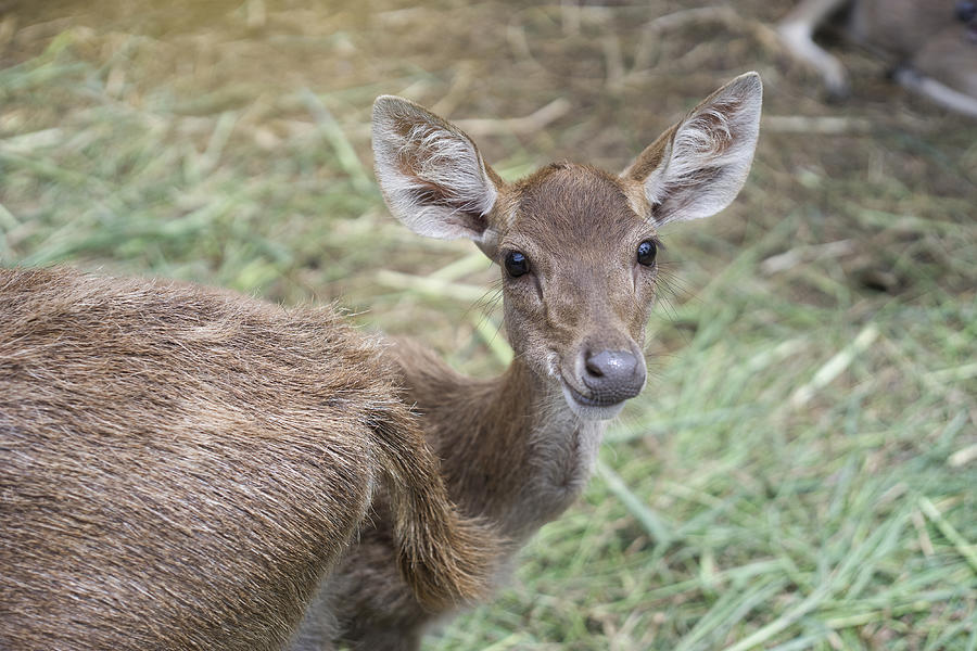 Deer Kid Looked At Camera And Smile, Photograph by IttoIlmatar