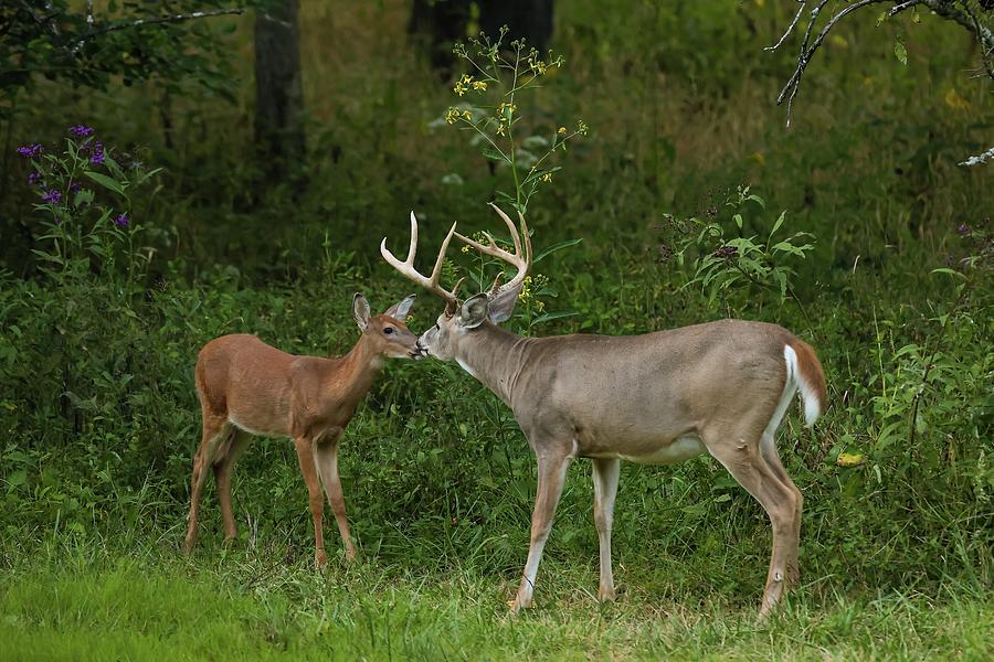 Deer Kisses Photograph by Duane Cross