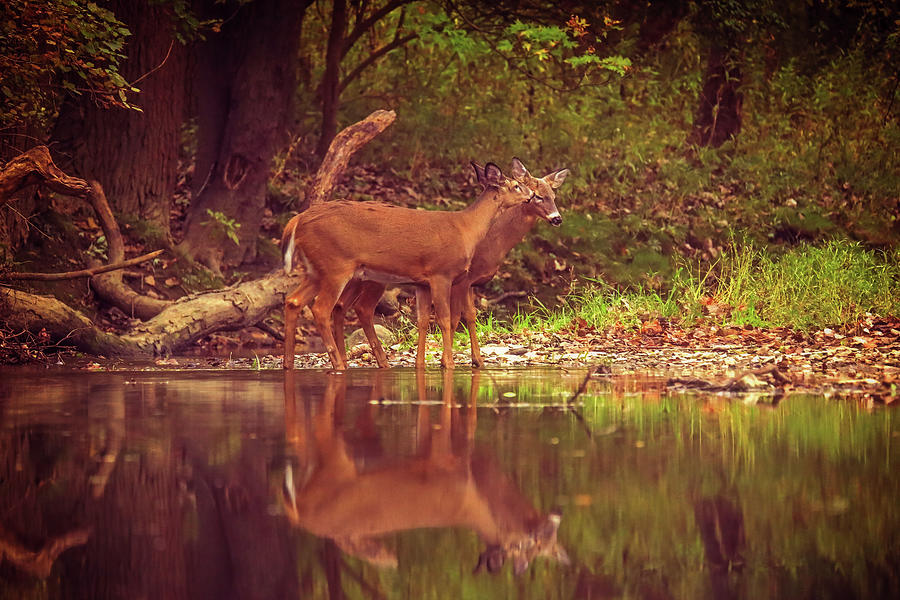 Deer Kisses Reflection Photograph by Dan Sproul