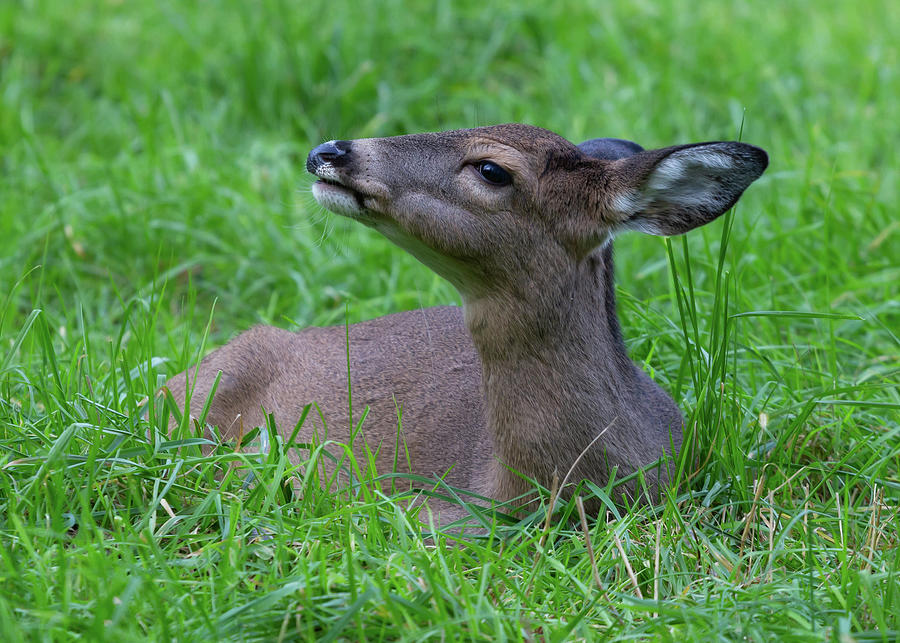 Deer Photograph by Kit Gentry