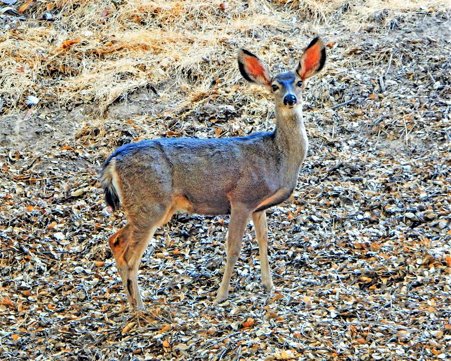 Deer Looking Photograph by Andrew Lawrence