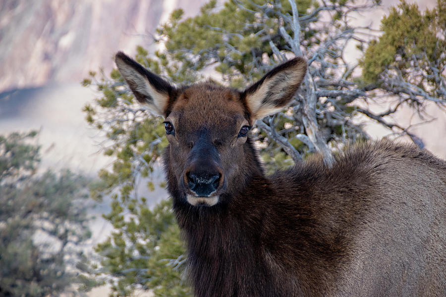Deer Looking At Camera At Grand Canyon Photograph