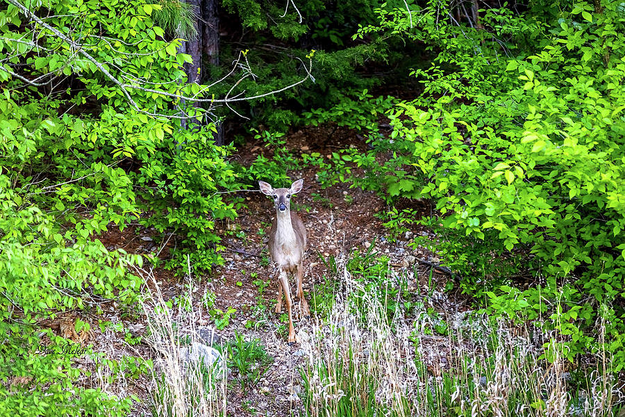 Deer Looking at Me Photograph by Dave Melear