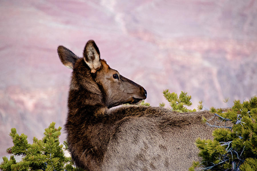 Deer Looking Away from Camera at Grand Canyon Pyrography by John Twynam