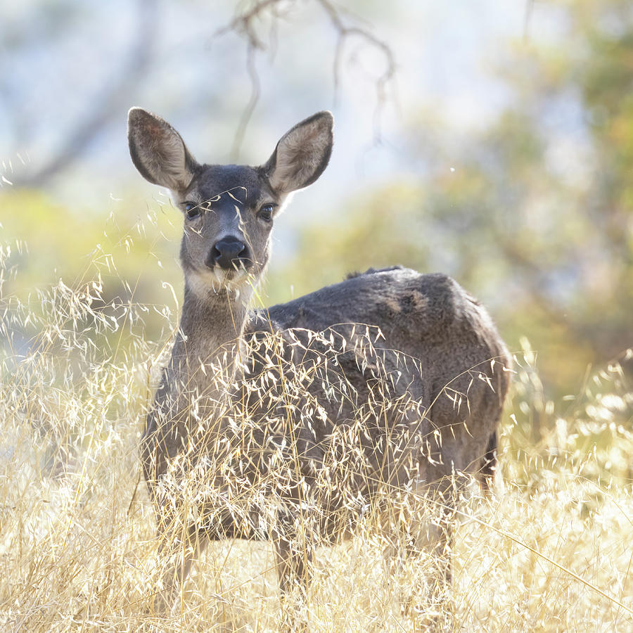 Deer Looking Through the Grass at Acorn Camptground Photograph by Belinda Greb
