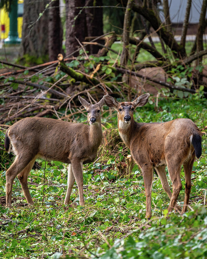 Deer Looks Photograph by Clinton Ward