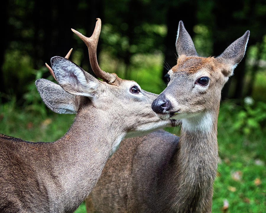 Deer love Photograph by Jaki Miller