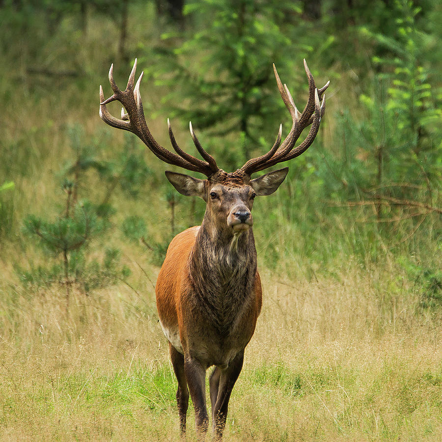 Deer Photograph - Deer, male. Red Deer Buck by Gert Hilbink