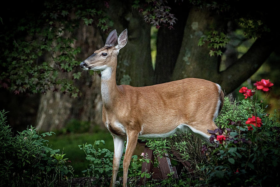Deer-Mama Deer Photograph by Judy Wolinsky