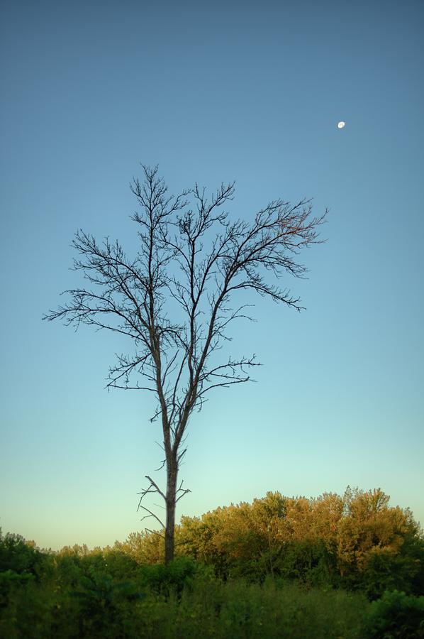 Deer Meadow Dead Moon Photograph by Bonfire Photography