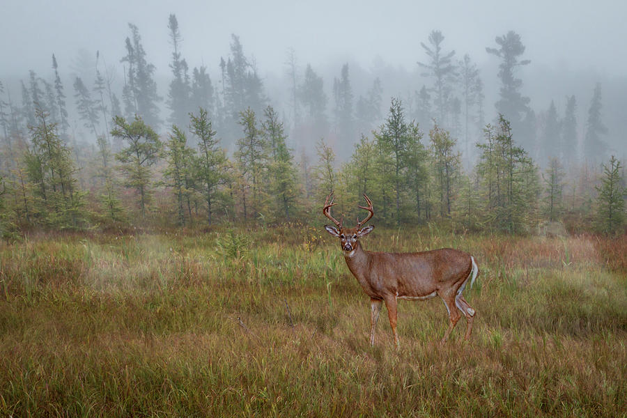 Deer Mist Fog Landscape Photograph by Patti Deters