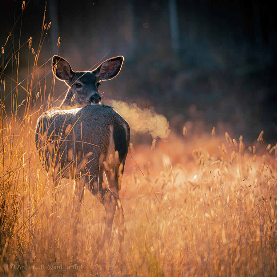 Deer Morning Photograph by Ant Pruitt