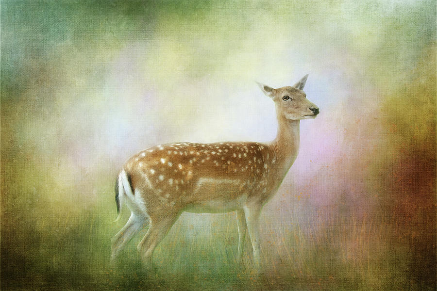 Deer Morning Beauty Digital Art by Terry Davis