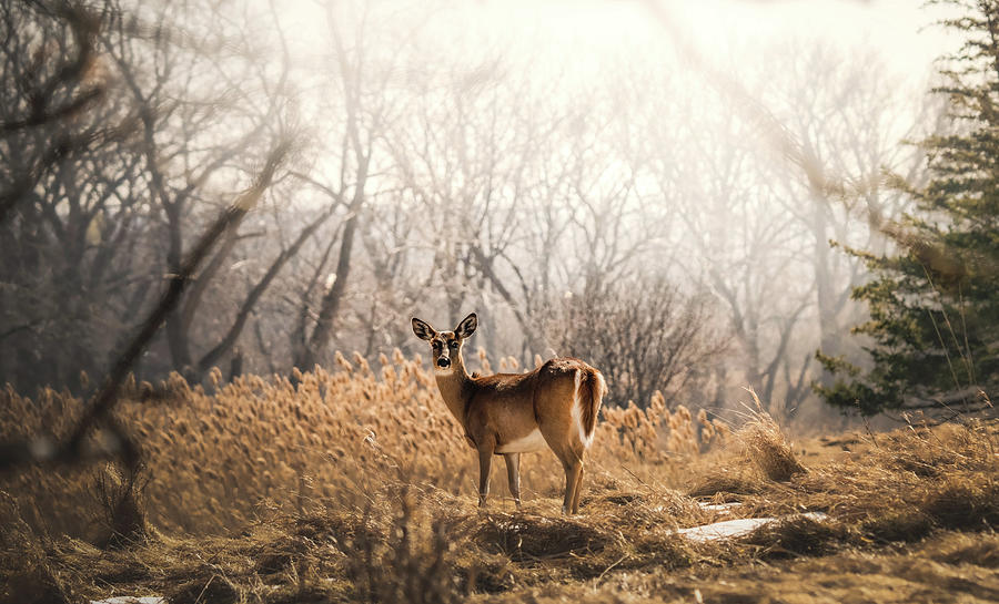 Deer Morning Photograph by Martina Abreu