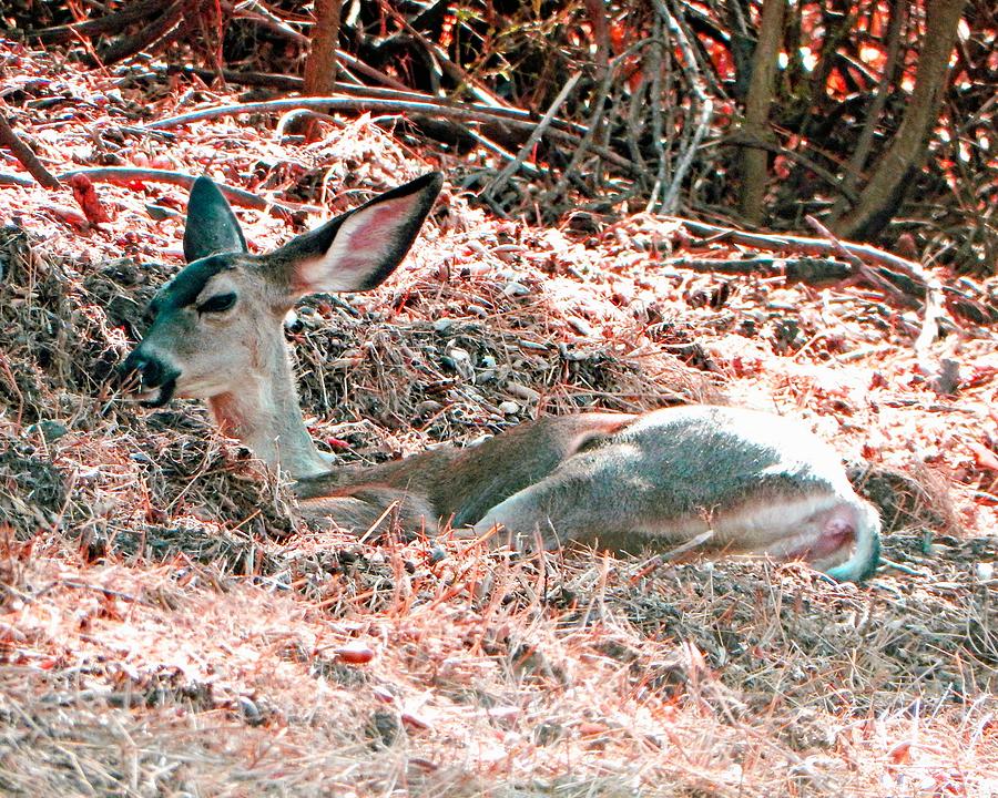Deer Nap Photograph by Andrew Lawrence