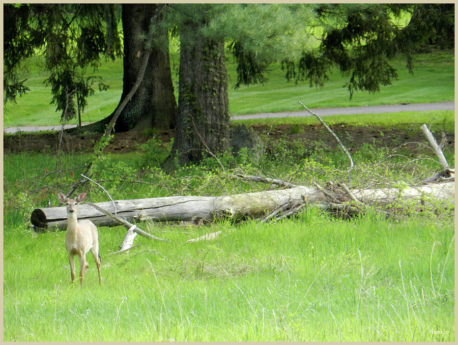 Deer Near Fallen Tree and Sidewalk Photograph by Lise Winne