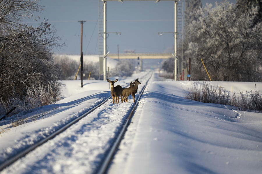 Deer of snowy railroad tracks Photograph by Jeff Swan