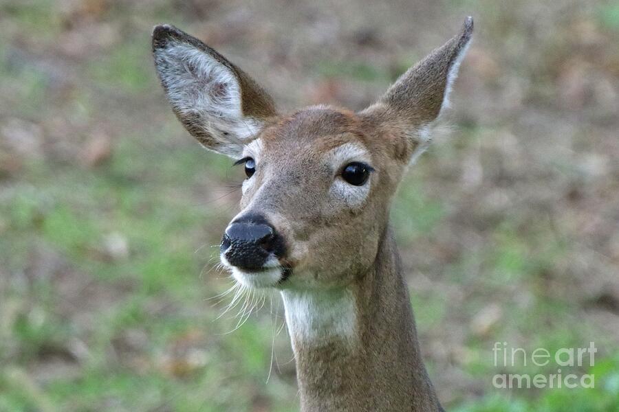 Nature Photograph - Deer on Alert  by Scott Mason Photography