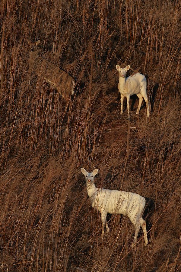 Deer on Hill Photograph by Brook Burling