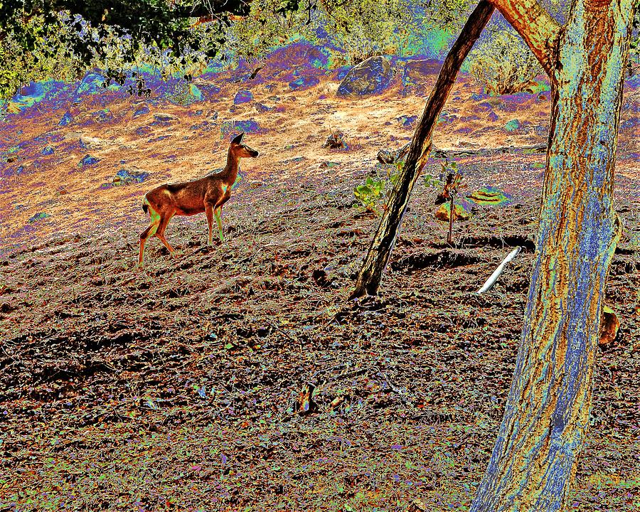 Deer On Hill Enhanced Photograph by Andrew Lawrence